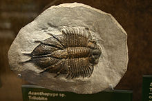 Acanthopyge.jpg