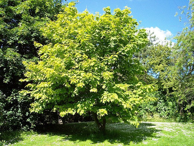 Клен зеленый. Клен дерево. Клен пенсильванский (Acer pensylvanicum). Дерево клен летом. Лиственные деревья клен.