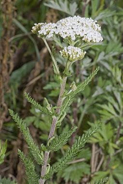 Common yarrow Achillea millefolium vallee-de-grace-amiens 80 22062007 1.jpg