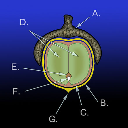 Diagramme de l'anatomie d'un gland : A.) Cupule B.) Péricarpe C.) Tégument D.) Cotylédons (2) E.) Plantule F.) Radicule G.) Restes du style. D, E et F forment l'embryon.