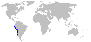 Hooktooth dogfish species of the genus Aculeola