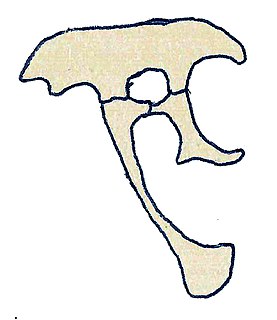 <i>Adasaurus</i> genus of reptiles (fossil)