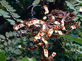 Adenanthera pavonina