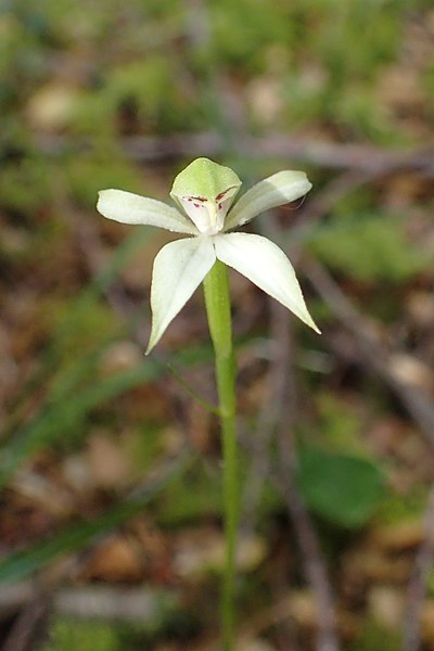 File:Adenochilus gracilis kz02.jpg