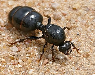 <i>Carebara vidua</i> Species of ant