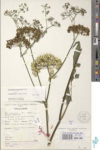 <i>Afrosciadium nyassicum</i> Species of flowering plant