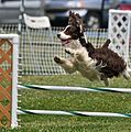 English Springer Spaniel