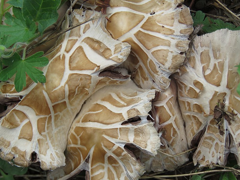 File:Agrocybe aegerita gljiva (1).jpg