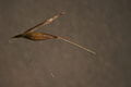 Agrostis avenacea spikelet14 (8684401227).jpg