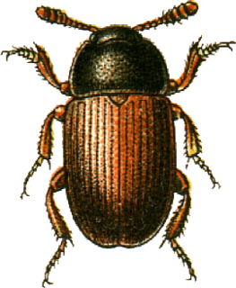 <i>Agyrtes</i> Genus of beetles