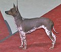 American Hairless Terrier, Hairless, tricolor