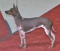 Thumbnail for American Hairless Terrier