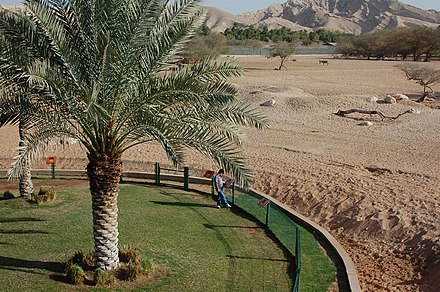 Клуб аль айн. Оазис Аль Айн. Город Оазис Аль Айн. Аль Айн Абу Даби. Al Ain Zoo Абу-Даби.