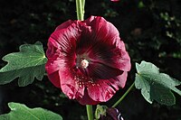 Alcea rosea violet.jpg