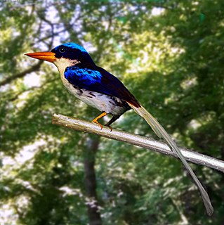 Kofiau paradise kingfisher Species of bird