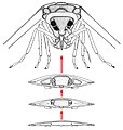 Aleyrodes-larva-limago-front.jpg