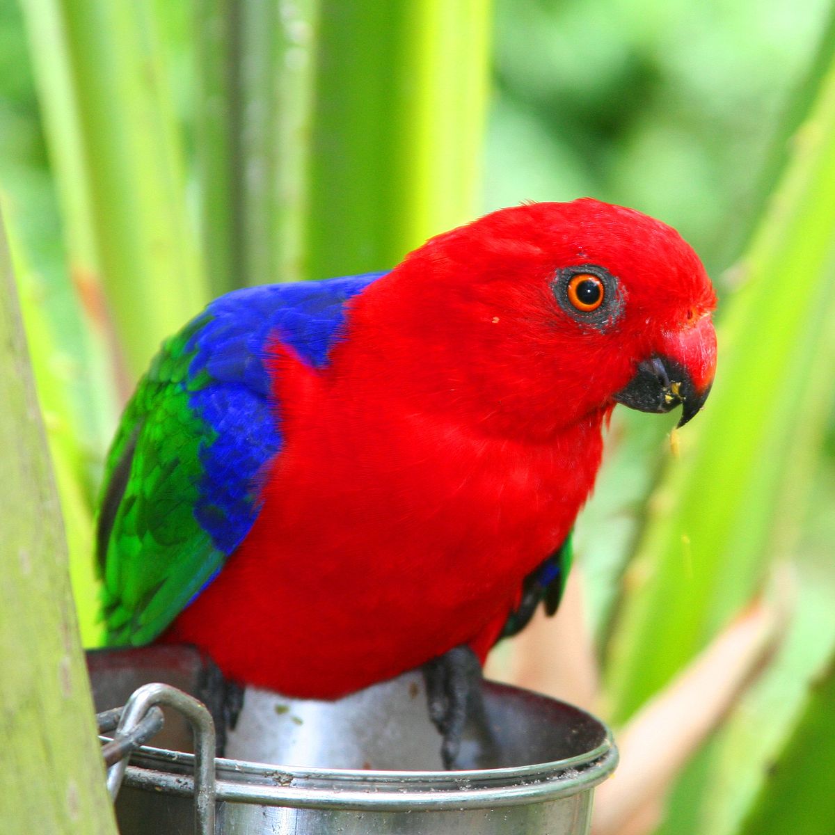 Амбоинский королевский попугай — Википедия