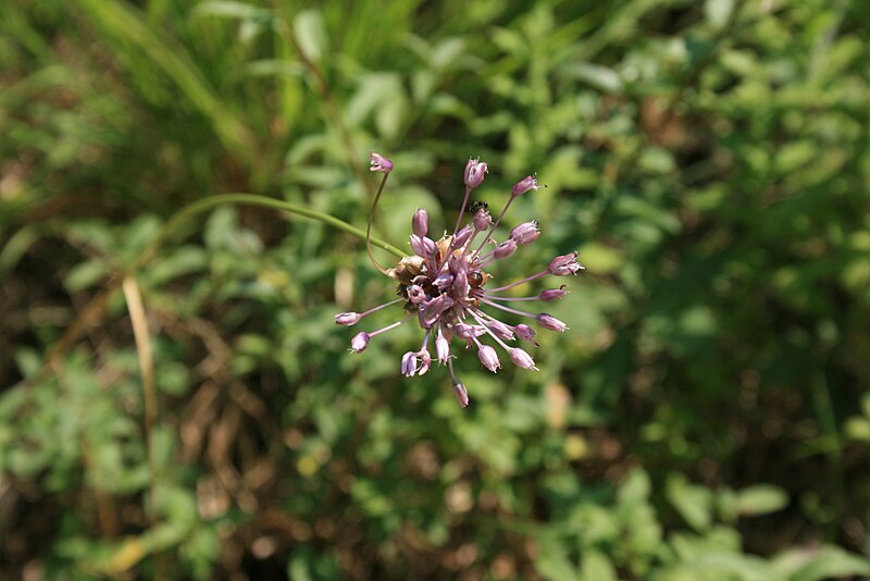 File:Allium-oleraceum-flowers.jpg