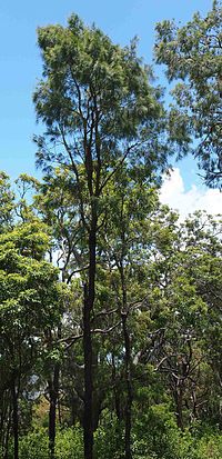 Thumbnail for Allocasuarina torulosa