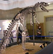 Динозавр (Allosaurus), скелет