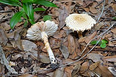 Amanita nauseosa 328140.jpg