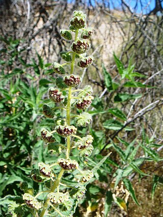 <i>Ambrosia ambrosioides</i> Species of flowering plant