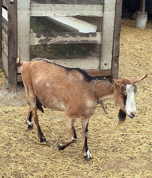 File:American Alpine doe.jpg