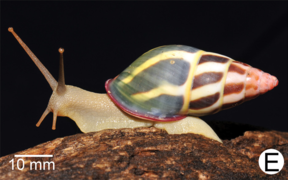 Amphidromus fuscolabris