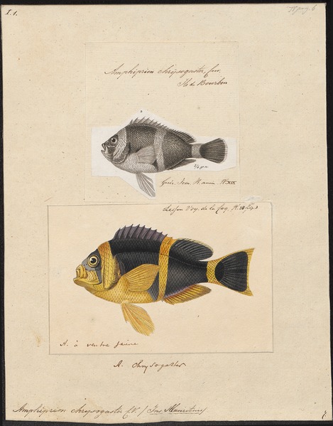 File:Amphiprion chrysogaster - 1700-1880 - Print - Iconographia Zoologica - Special Collections University of Amsterdam - UBA01 IZ13900242.tif