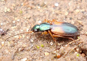 Brightly colored plaster runner (Anchomenus dorsalis)