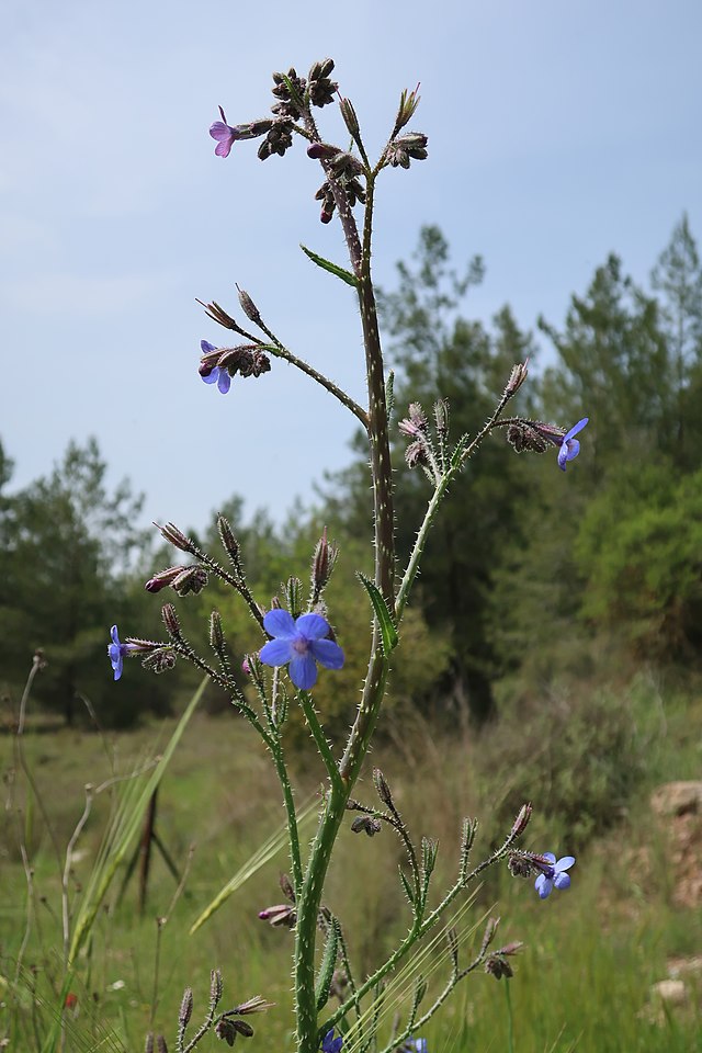 Anchusa cespitosa