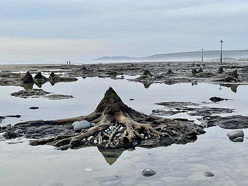 Exposed ancient sunken forest at low tide, Borth, Ceredigion Photograph: User:Eveengland