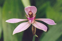 Ancistrochilus