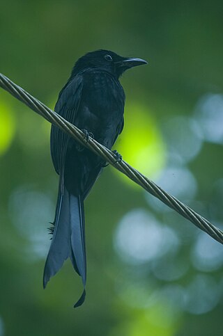 <span class="mw-page-title-main">Andaman drongo</span> Species of bird