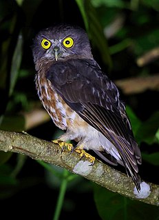 Der Andamanen-Falkenkauz gehö