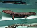 Andrias japonicus, a giant salamander which resembles first tetrapods