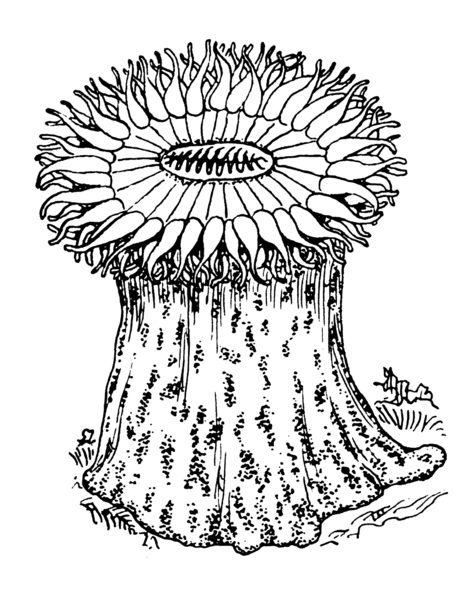File:Anemone 2 (PSF).png