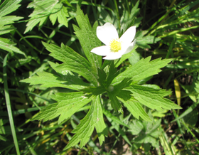 Anemone canadensis.PNG