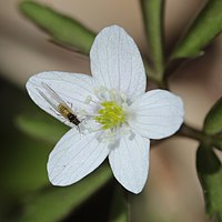 Anemone debilis (with insect).jpg