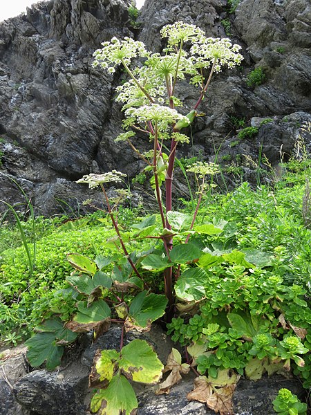 File:Angelica edulis 1.JPG