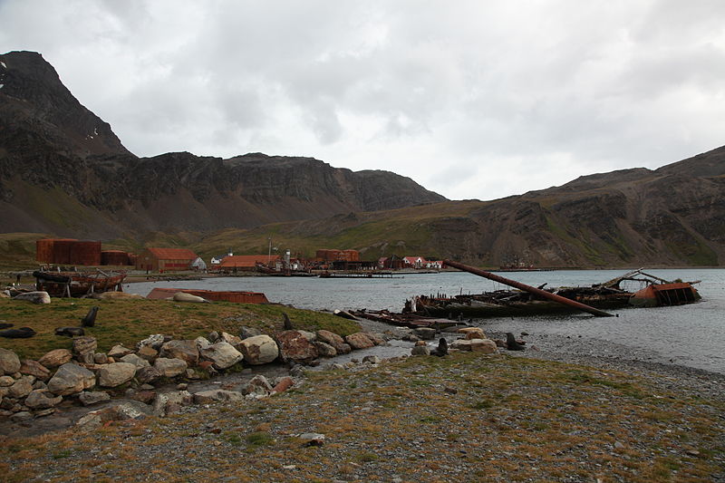 File:Antarctic Fur Seals amidst a shipwreck at Grytviken (5663086197).jpg