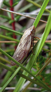 Vignette pour Aphrophora major