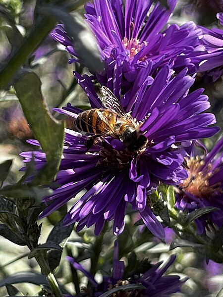 File:Apis cerana (Asian honeybee) in flowers, Beijing, China.jpg