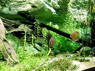 Acquario (acqua dolce) - Wikipedia