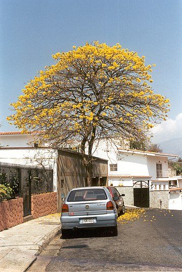 Handroanthus chrysanthus