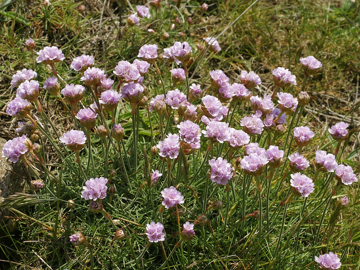 Армерия Приморская / Armeria maritima 