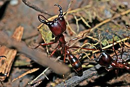 Армійський мурашка (Dorylus sp.)