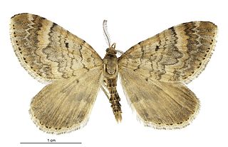 <i>Asaphodes dionysias</i> species of moth endemic to New Zealand