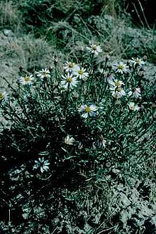 Aster sorrentinii.jpg