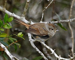 Short-billed canastero Species of bird